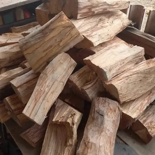 Raw Palo Santo logs – unprocessed incense wood before cutting or drying, sourced in Ecuador